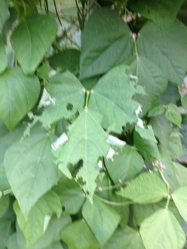 potato - What's eating in your garden today? - Page 4 7317649368_ac5e2376e9