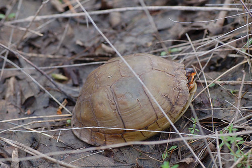 N. Texas herping this Spring 6885700840_c99e0f70ea