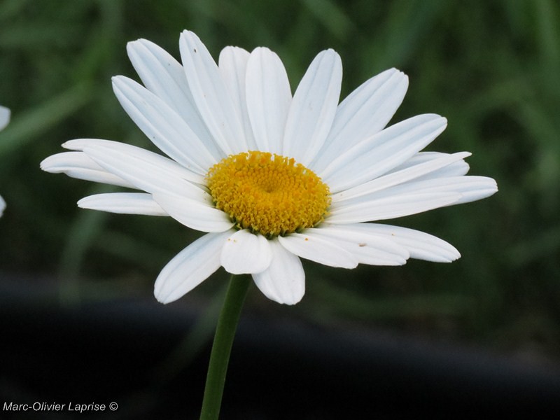 Marguerites 7721950198_96238cb2c0_b