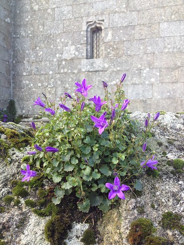 Photos de plantes (& fleurs sauvages) à identifier 8151139343_6425534f4f