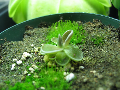 Pinguicula rectofilia, gypsicola x cyclosecta, ehlersiae, moranensis etc 7497479284_fe27f17111