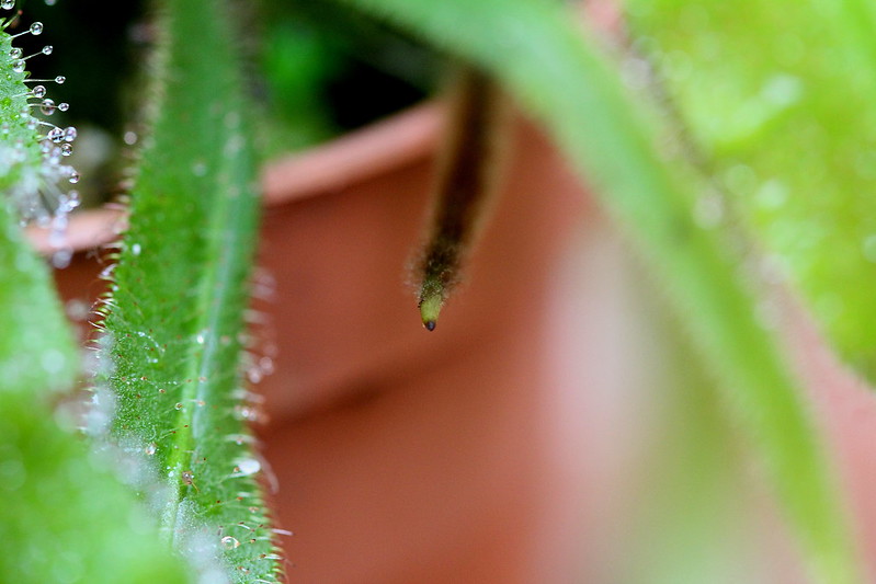 Drosera adelae 7412812374_9ff15189a3_c