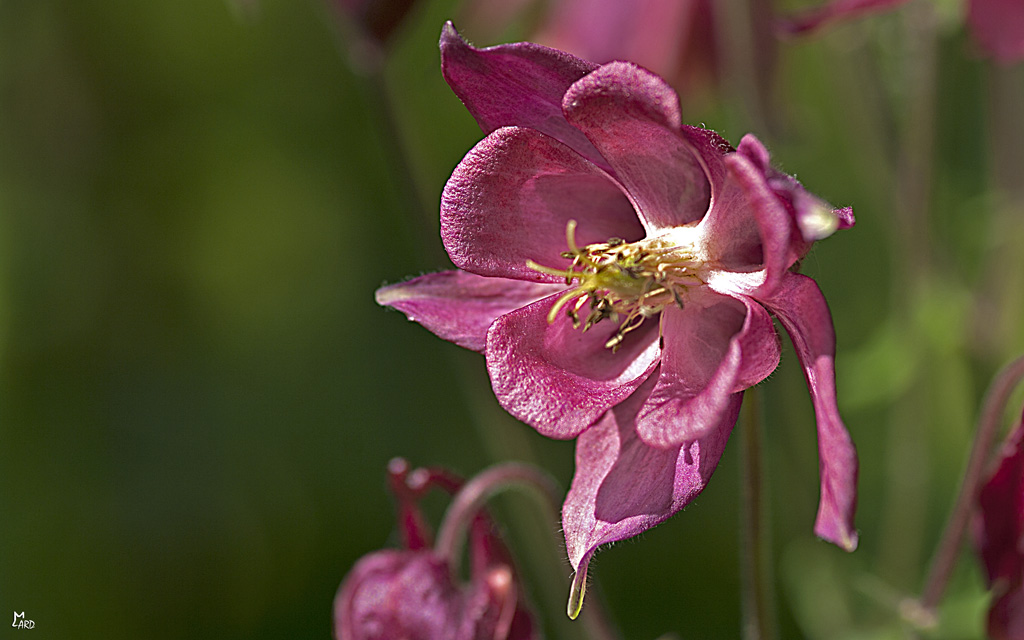 Les fleurettes de mon jardin 7152645813_0d12e80676_o