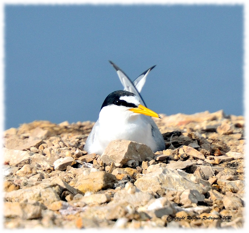 Sternula albifrons ( Little Tern ) Andorinha-do-mar-anã 1 