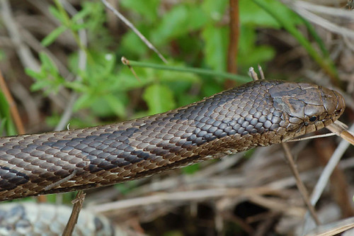 N. Texas herping this Spring 7031800485_494ac7a48d