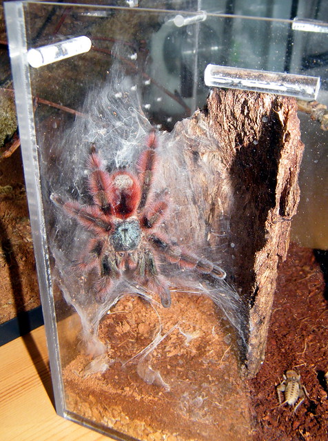 Some Recent Tarantula Shots 7046938917_885da45e9a_z