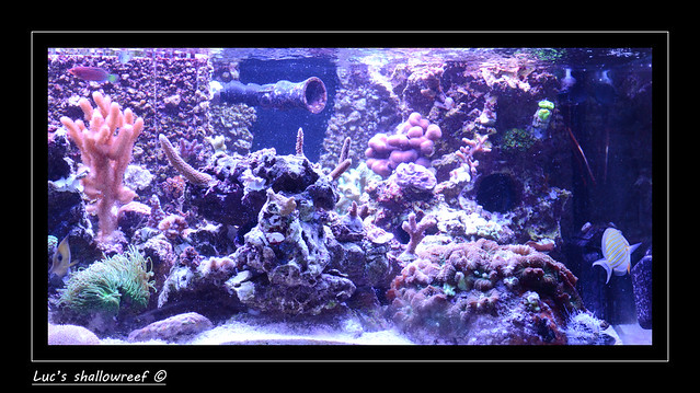 Luc's shallowreef tank 7119297981_9d6ef12914_z