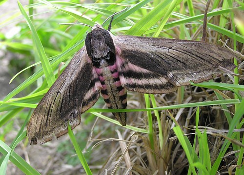 Sphinx ligustri - Sphinx du troène - Privet Hawk Moth - 28/06/12