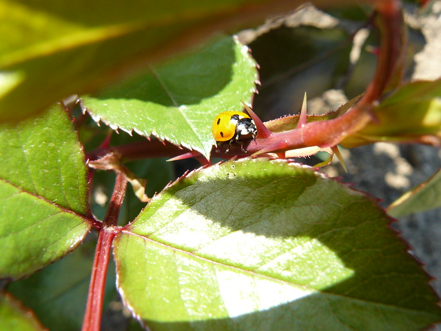 Jardins d'ici et d'ailleurs 7076289763_cc6628139d_z