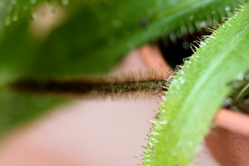 Drosera adelae 7412811174_68346f7245_c