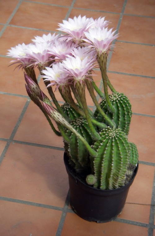 Echinopsis oxygona 7145289587_36093422c3_o