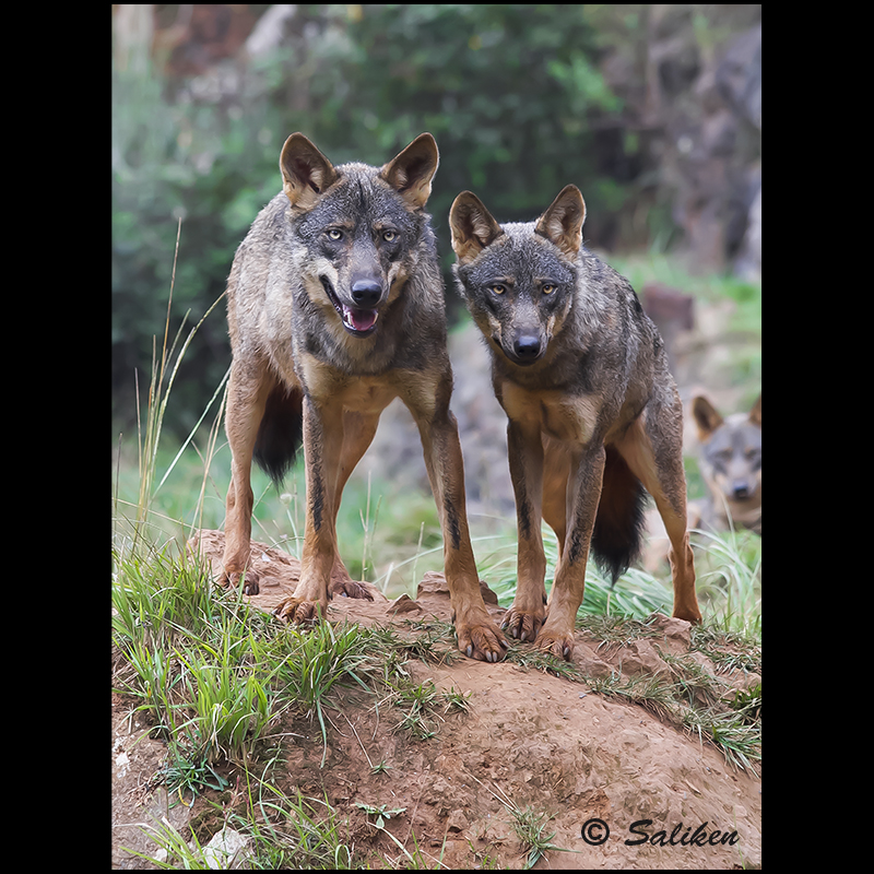 Pareja de lobos 8158218699_d8fd0fc379_c