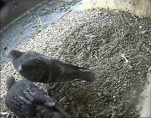 Day 74  - pigeons at home in nestbox