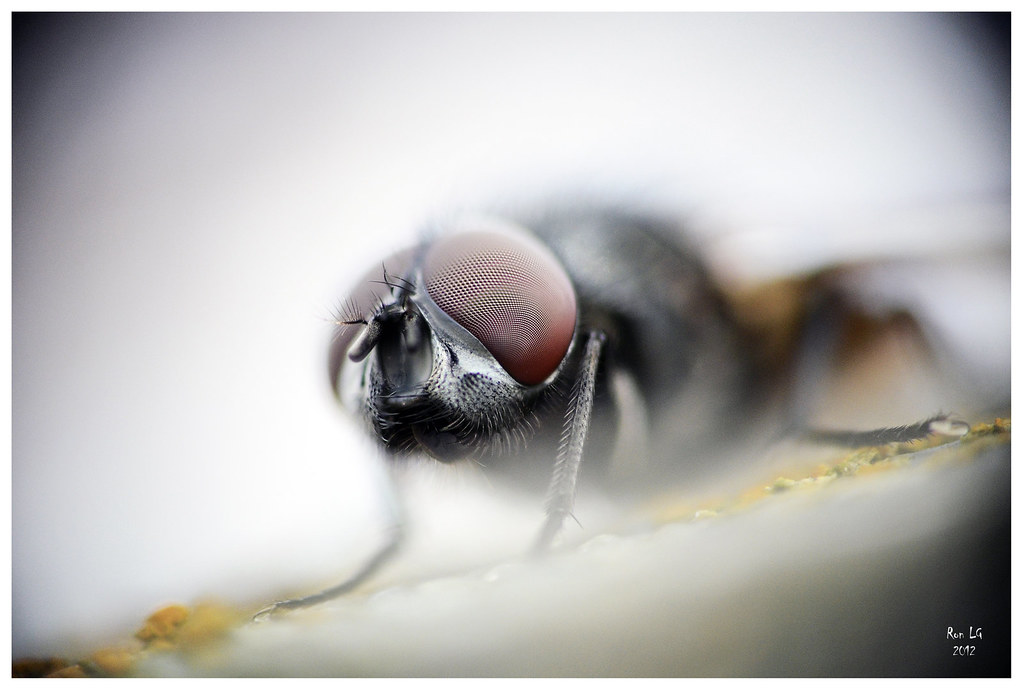 macro mouche (nikkor 50 1.4D inversé sur nikkor 55-200 AFS VR) 7033404771_c860a6f762_b