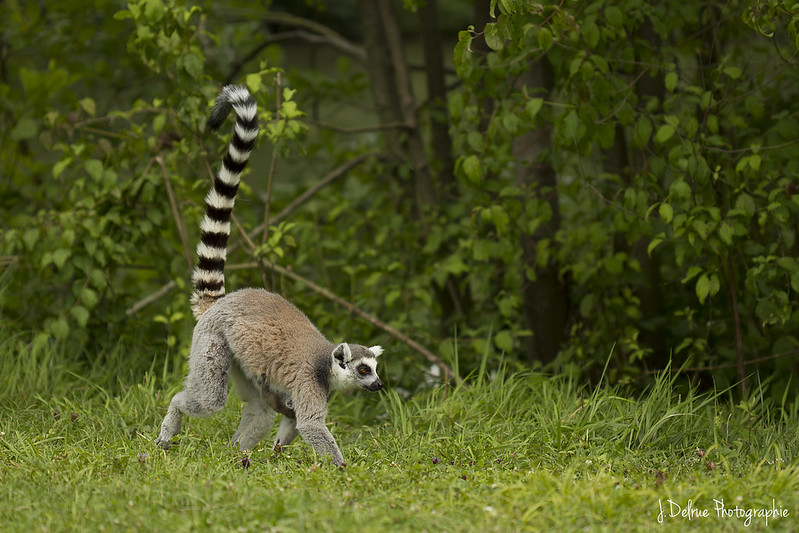 Habitants de Madagascar... 7665303690_458c655fa8_c