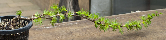 6ft Japanese Larch suggestions 9475346942_9c071d8bde_z