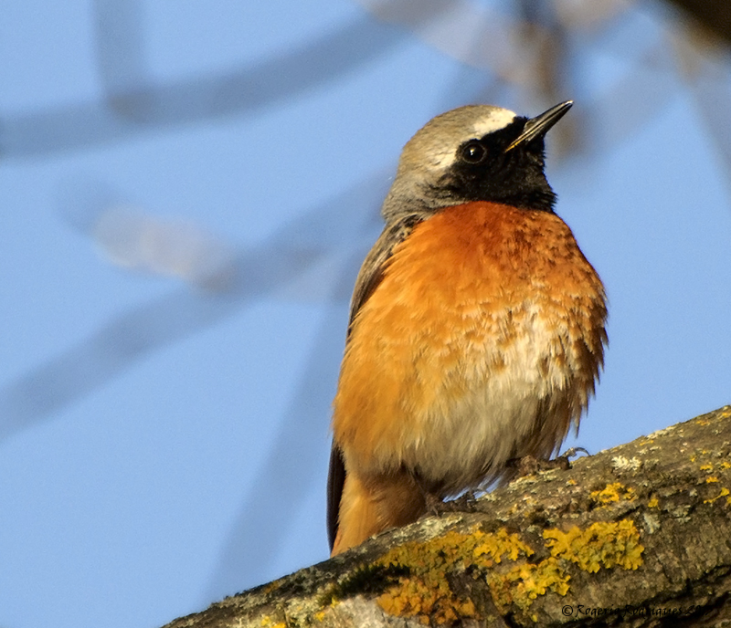 Phoenicurus phoenicurus (Common Redstart ) Raibo Ruivo Testa Branca