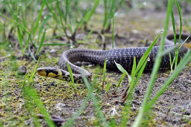 Herping in Carinthia, Austria... Update 2013 ;) 8732388579_0e197b021b_z