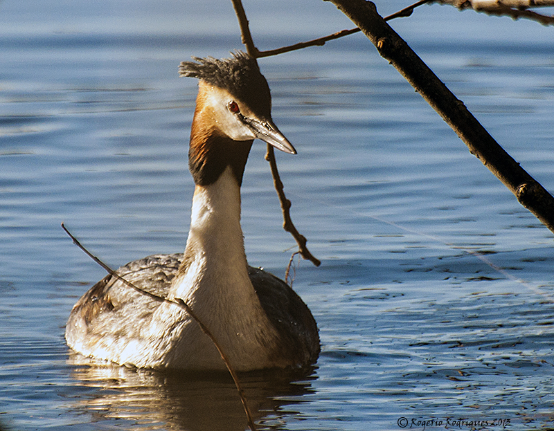 Mergulhão de Crista 5 -Podiceps cristatus