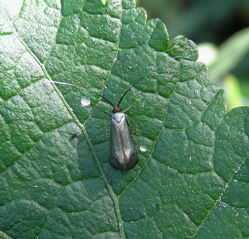 Adela reaumurella - Green Longhorn -  Adèle verdoyante - 20/08/05