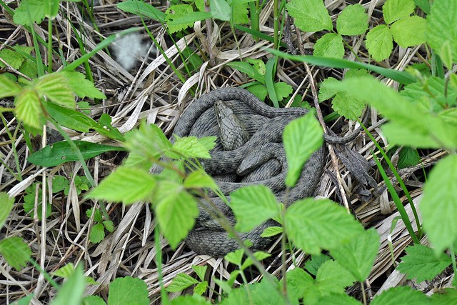 Herping in Carinthia, Austria... Update 2013 ;) 8733497532_0272e28935_z