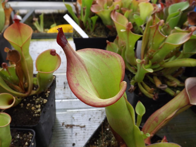 nouveau post sur les heliamphora  11649999496_4b55c14575_z