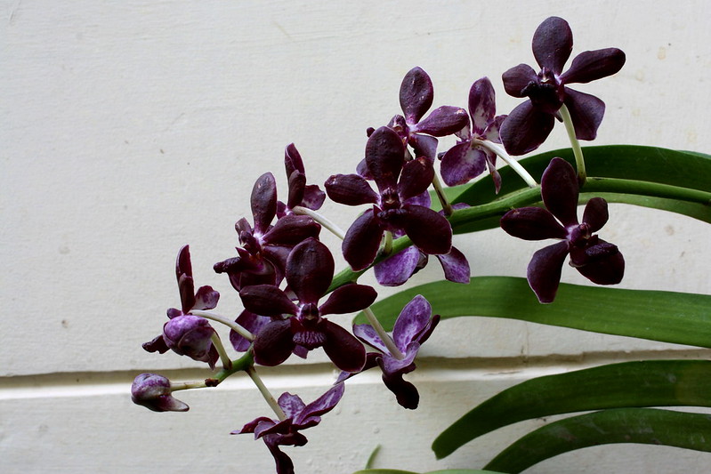 Vandachostylis Colmarie 8739984163_4d713e4ce0_c