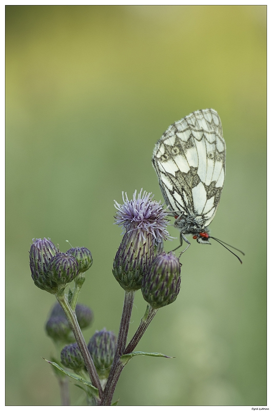  (NATURE: Faune/Insecte) Le parasité... 9393764547_af31fef639_c