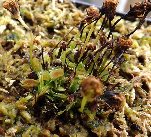 Quelques une de mes dionaea   - Page 2 10965912674_eb445b32ee_z