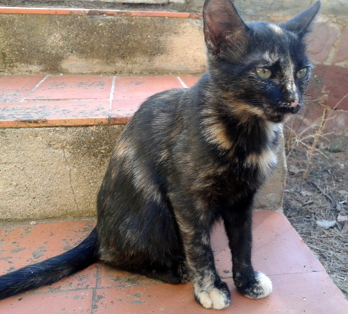 Carina, preciosa gatita carey criada a biberón, nacida en Septiembre´13 busca hogar. Valencia. ADOPTADA. 11400237294_d5ee0890f1