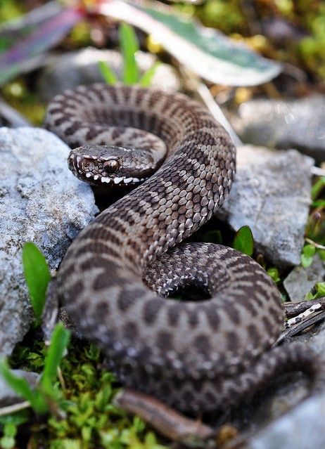 Vipera berus berus in Austria ... 2013 Update ;) - Page 2 9084514771_a884d050a3_z