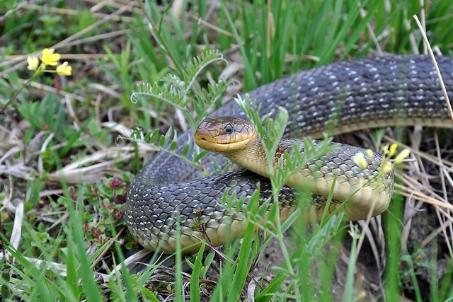 Herping in Carinthia, Austria... Update 2013 ;) 8732400303_ca5c7dd9e1_z