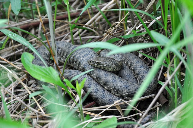 Herping in Carinthia, Austria... Update 2013 ;) 8732383051_b72ebc30d8_z