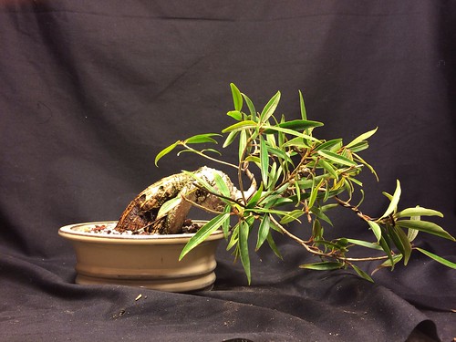 Recently acquired willow leaf ficus 12154702483_0f16e92a55