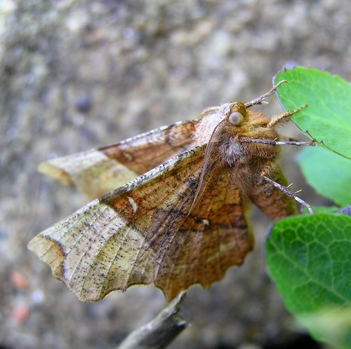 Selenia lunularia 8722591005_bf810ebf07