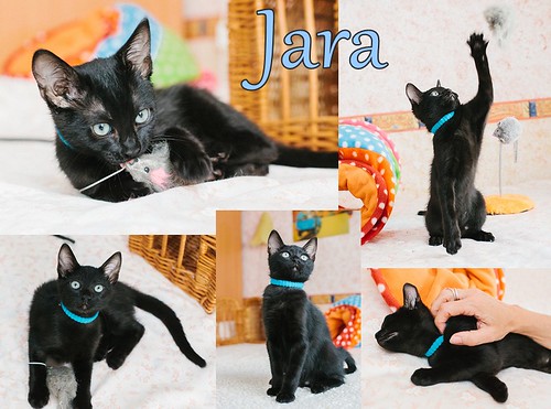 Jara, panterita nacida en Abril´13 con ojos verde agua esterilizada y sana, elegante y monísima en adopción. Valencia. ADOPTADA. 9631136442_15a967a62c