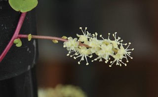 Anredera cordifolia (= Boussingaultia baselloides) - boussingaultie 9964107155_d8fd785771_n