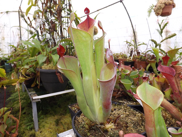 Divers heliamphora  - Page 2 11649142415_6d9c11b4a3_z