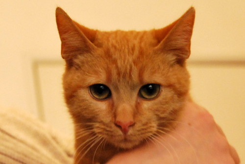 Nuni, gatito rubio tímido y guapo, nacido en Octubre´13 busca hogar. Valencia. ADOPTADO.  12683066463_1760319fa4