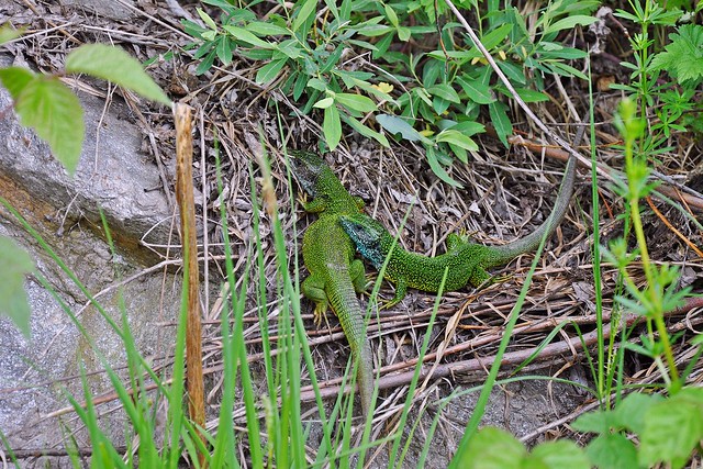 Herping in Carinthia, Austria... Update 2013 ;) 8732373959_b5cd8774bd_z