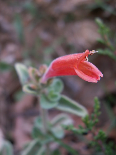 Jacobinia suberecta