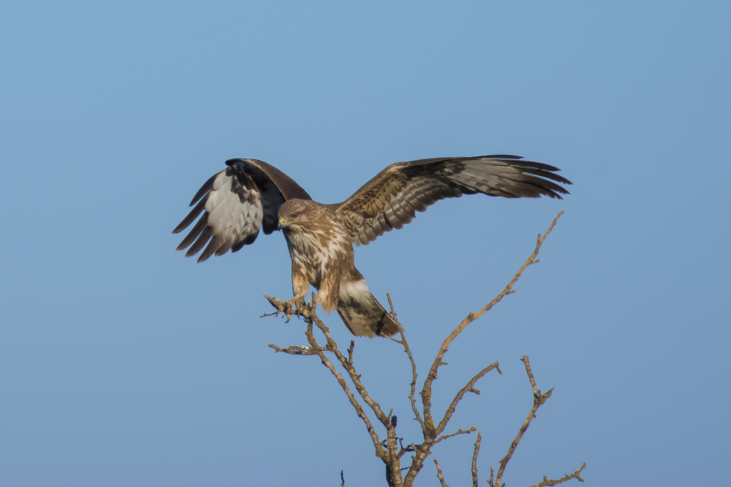 Ratonero comun "Buteo buteo" 13018275713_0bdb87785c_b