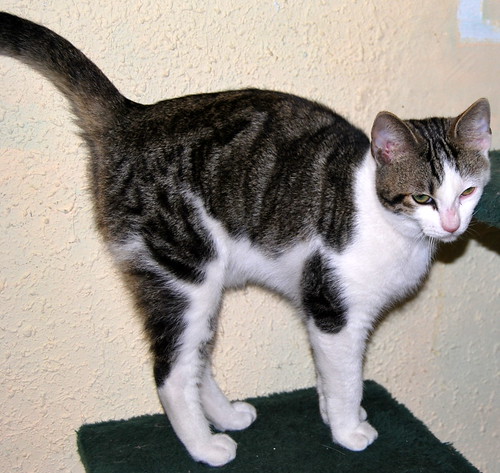 Garp, gatito blanco y pardo mimosón, nacido en Julio´13 busca hogar. Valencia. ADOPTADO. 11931078165_afd4264884