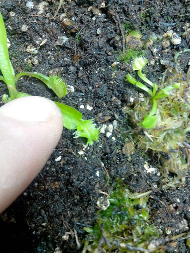 Dionaea tremor et spiderman et drosera andromeda 12900603424_8488c8bede