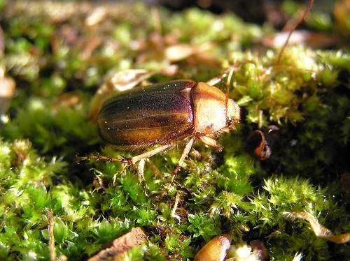 Rhizotrogus aestivus - Hanneton d'été - 08/05/13