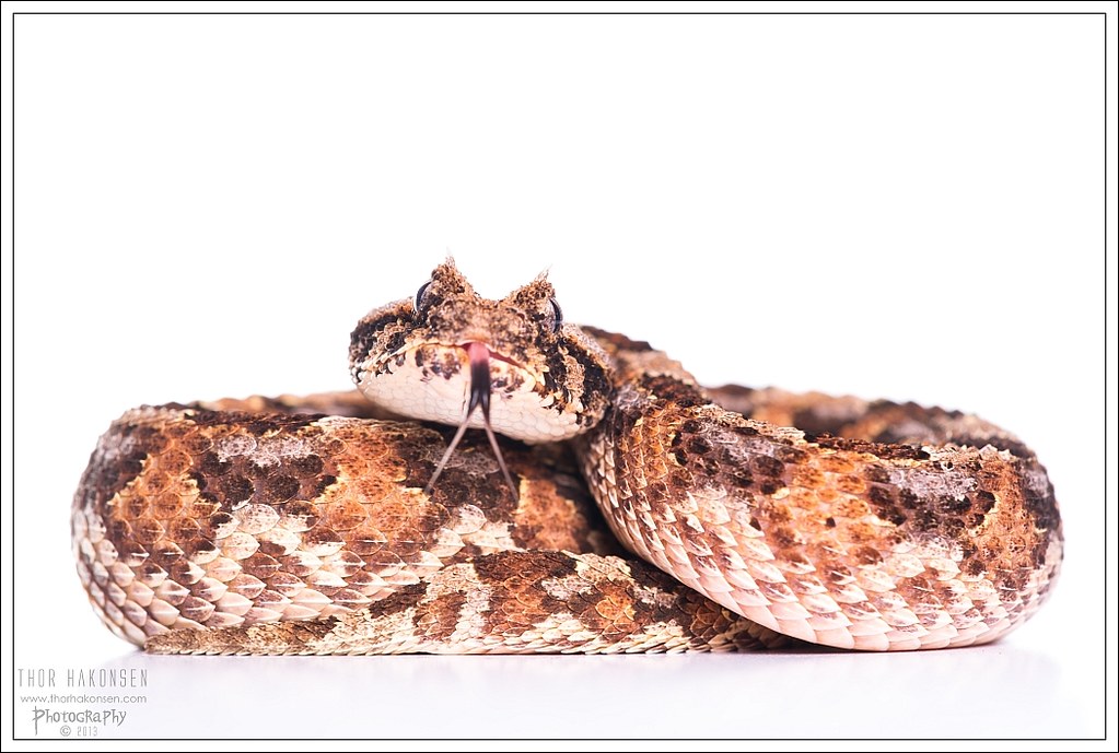 Pictures of various venomous species - Page 4 9493764497_503aaa71b1_b