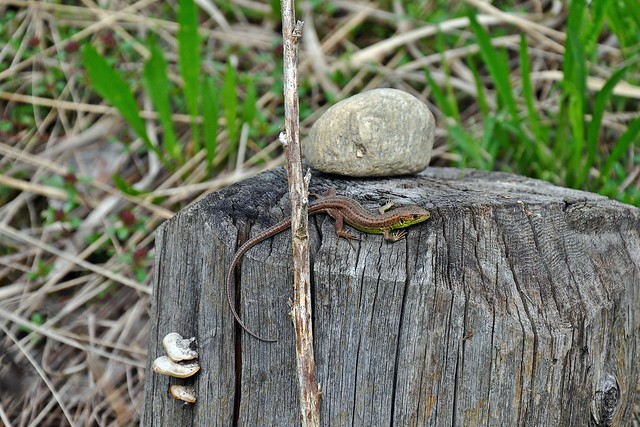 Herping in Carinthia, Austria... Update 2013 ;) 8732376607_a3bf354f8d_z