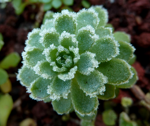 Rhodiola pachyclados (= Sedum pachyclados) - Page 2 10973960735_868e10196f