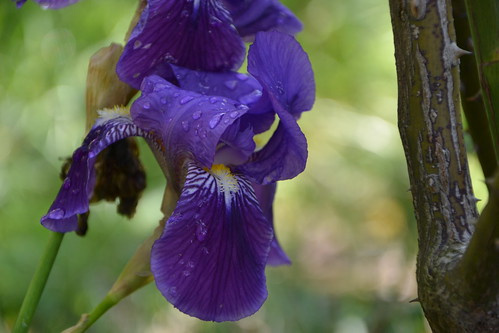 n°2 - Iris germanica