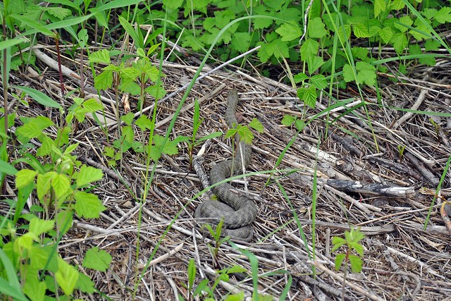 Herping in Carinthia, Austria... Update 2013 ;) 8732385115_d87ec47991_z